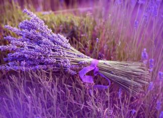 Livandoja shëron djegiet dhe ekzemën