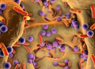 Është konstatuar: Mikrobioma e zorrëve dallon tek pacientët me sklerozë multiple