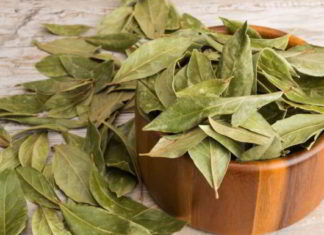 Vetitë shëruese të gjetheve të dafinës