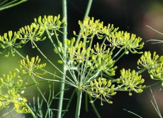 Vetitë shëruese të koprës