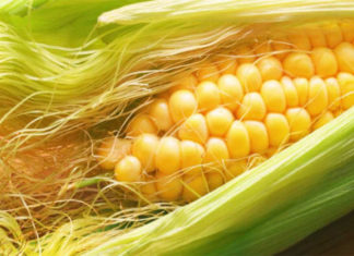 Çaji i mëndafshit të misrit dobëson