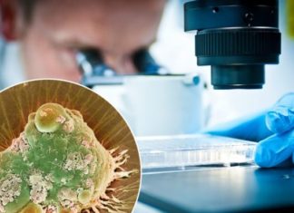 Për herë të parë, shkencëtarët e llogaritën shpejtësinë e vdekjes së një qelize