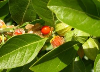 Çfarë është Ashwagandha – Xhenseni Indian?